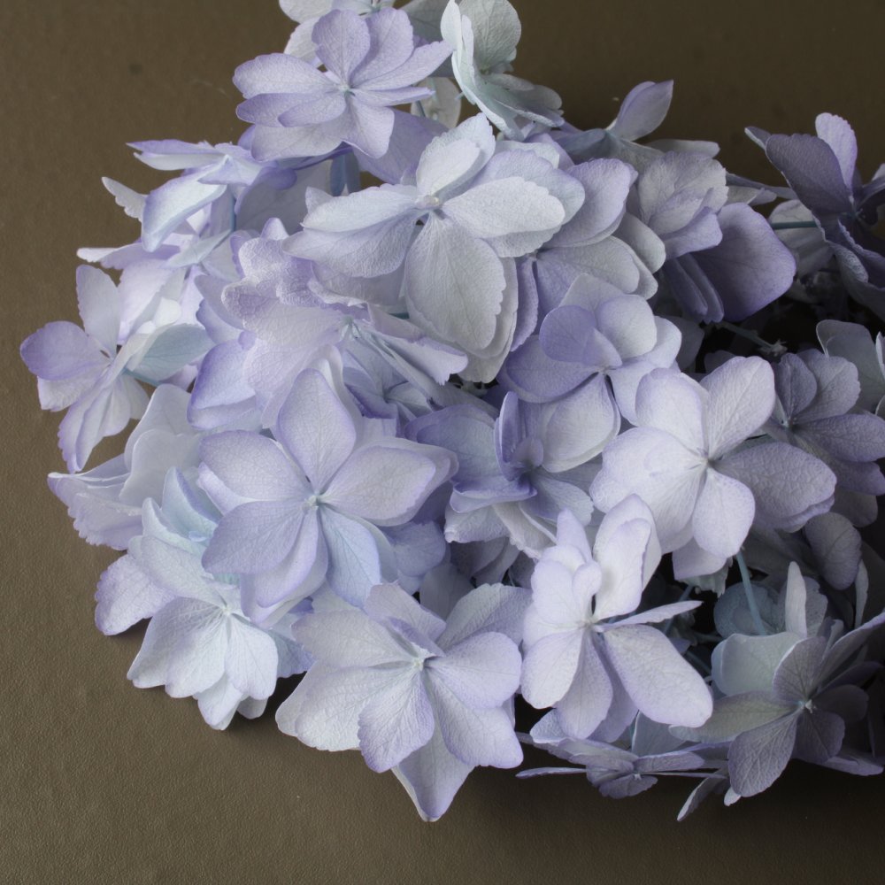 ひなアジサイ・ヘッド　ブルーパープル　01120-640　※カタログ掲載外