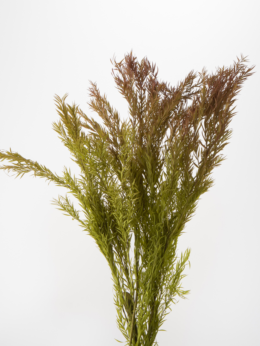 ティーツリー　(メラレウカ)　レッド/グリーン　 01250-370