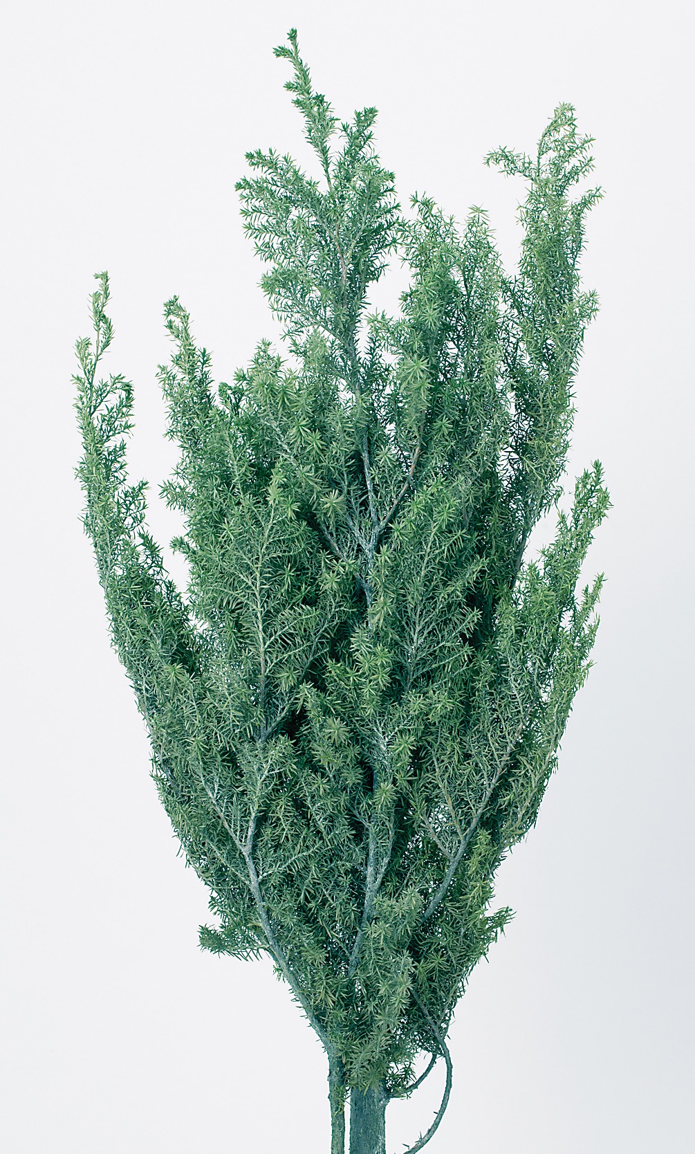 ヒムロスギ☆ご予約お問い合わせページ❣️ ヒムロスギ パウダーグリーン 01322-722 ドライフラワー卸売り販売の