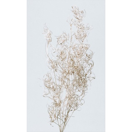 ゴアナクロー　プラチナ　01330-932