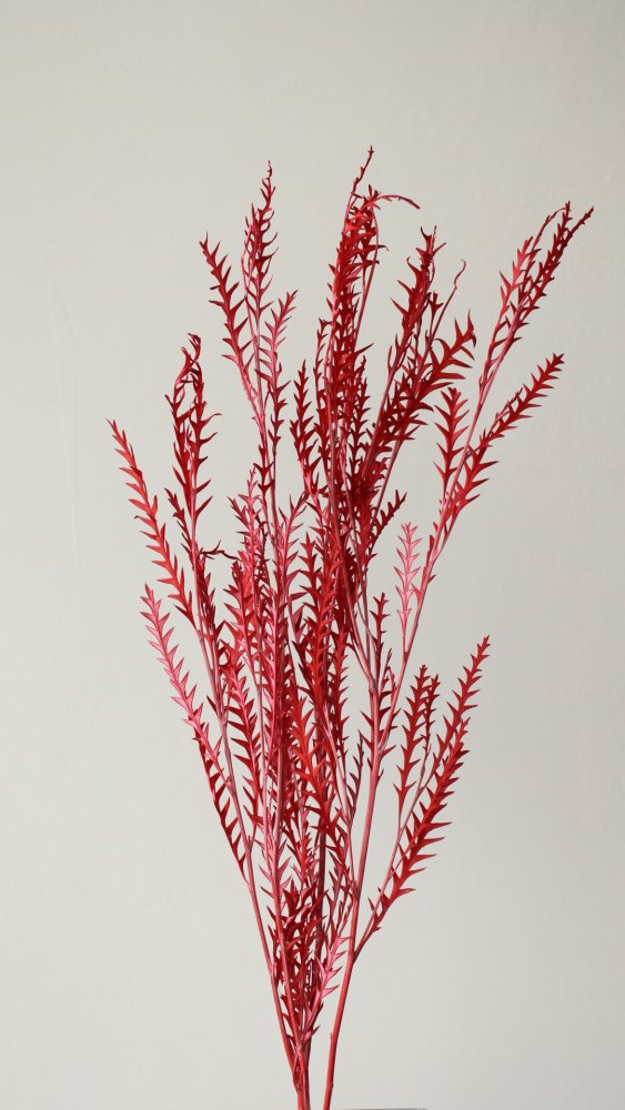 グレビレア・アイバンフォー　レッド　01430-301