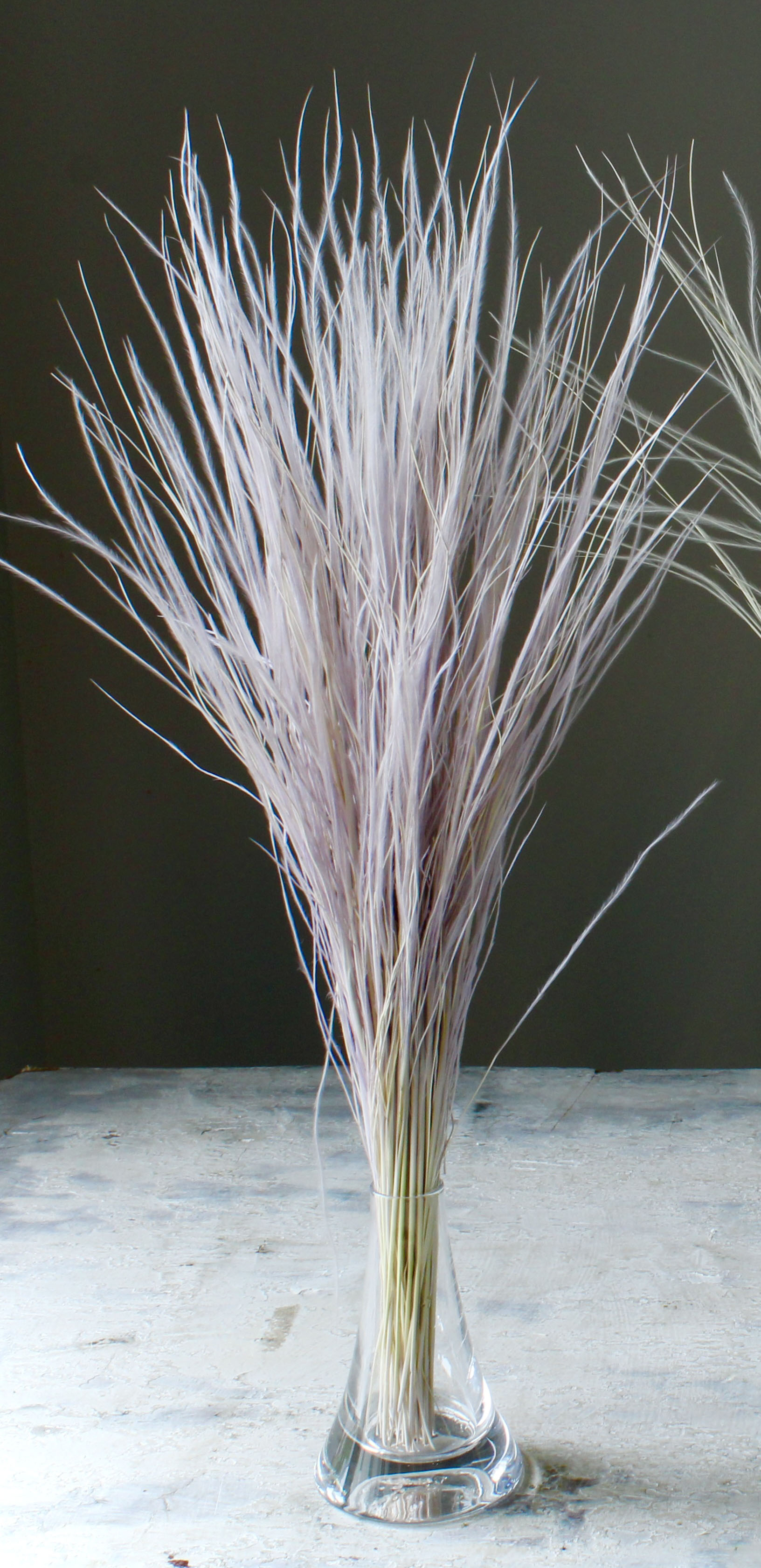 フェザーグラス　エンジェルパープル　01470-451　特別割引60％OFF