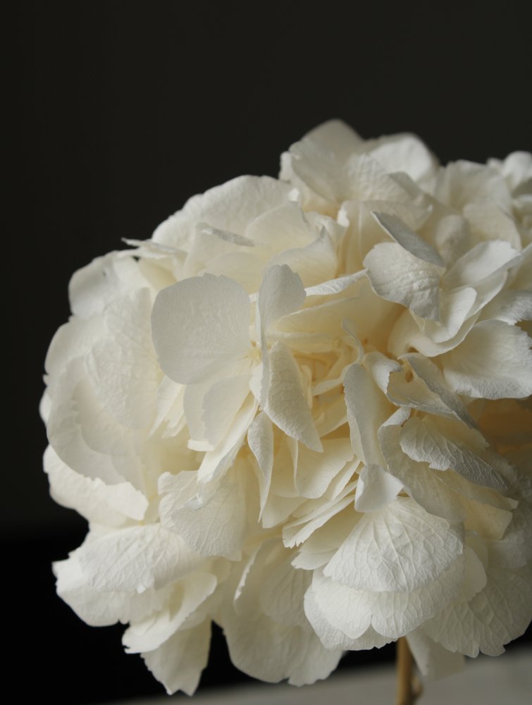 ロイヤルアジサイ・ヘッド　オフホワイト　01480-011　※カタログ掲載外商品