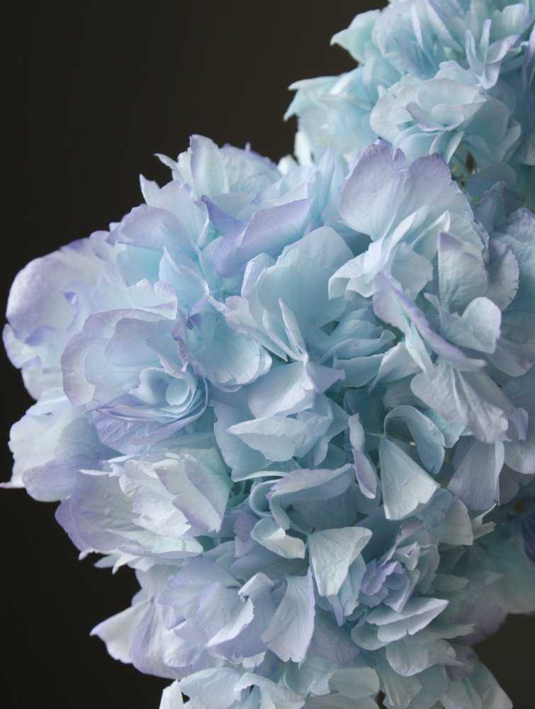 ロイヤルアジサイ・ヘッド　ブルーパープル　01480-642　※カタログ掲載外商品