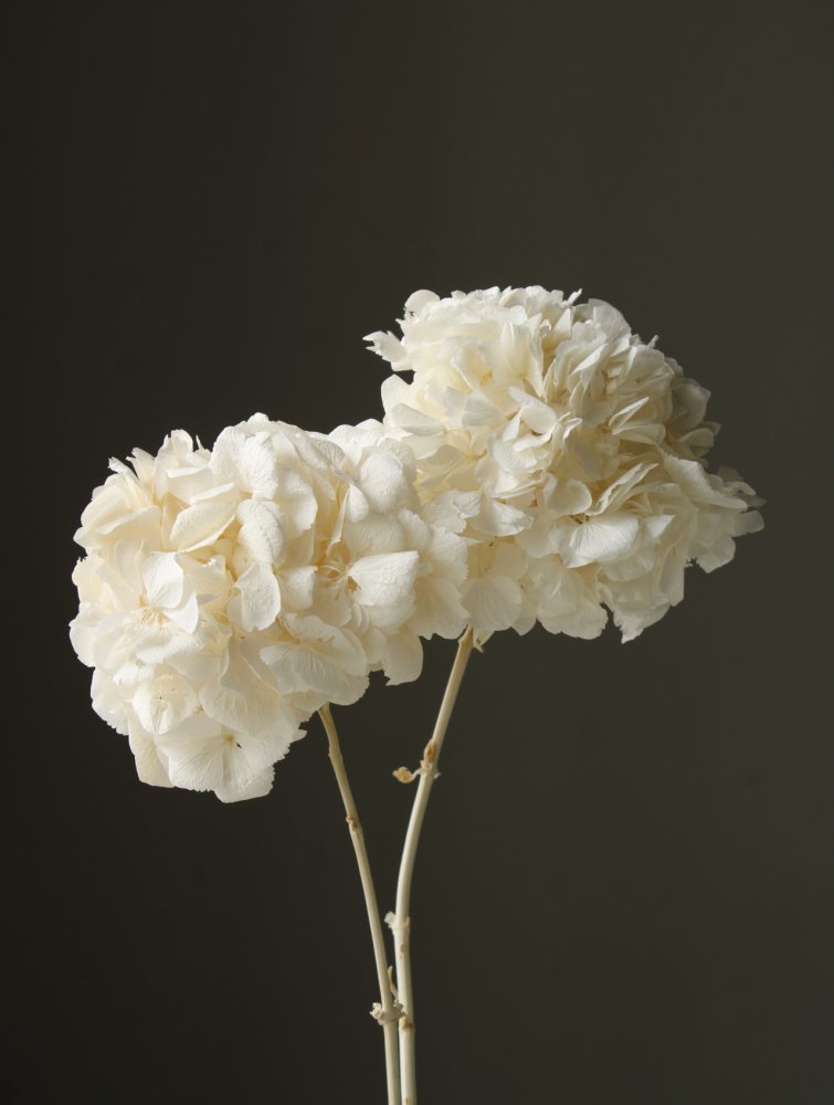 ロイヤルアジサイ・ステム付き　オフホワイト　01490-011　※カタログ掲載外商品