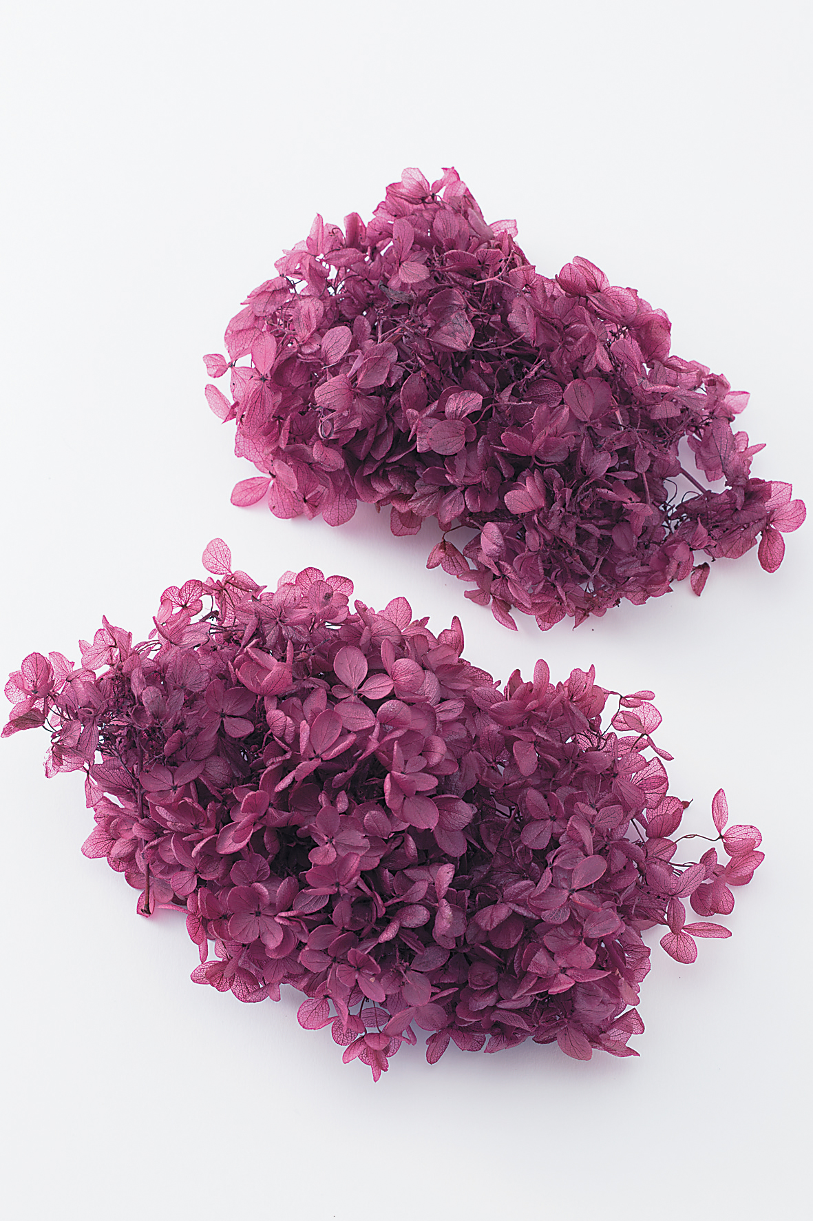 ピラミッドアジサイ・ヘッド　カシスワイン　01510-241　