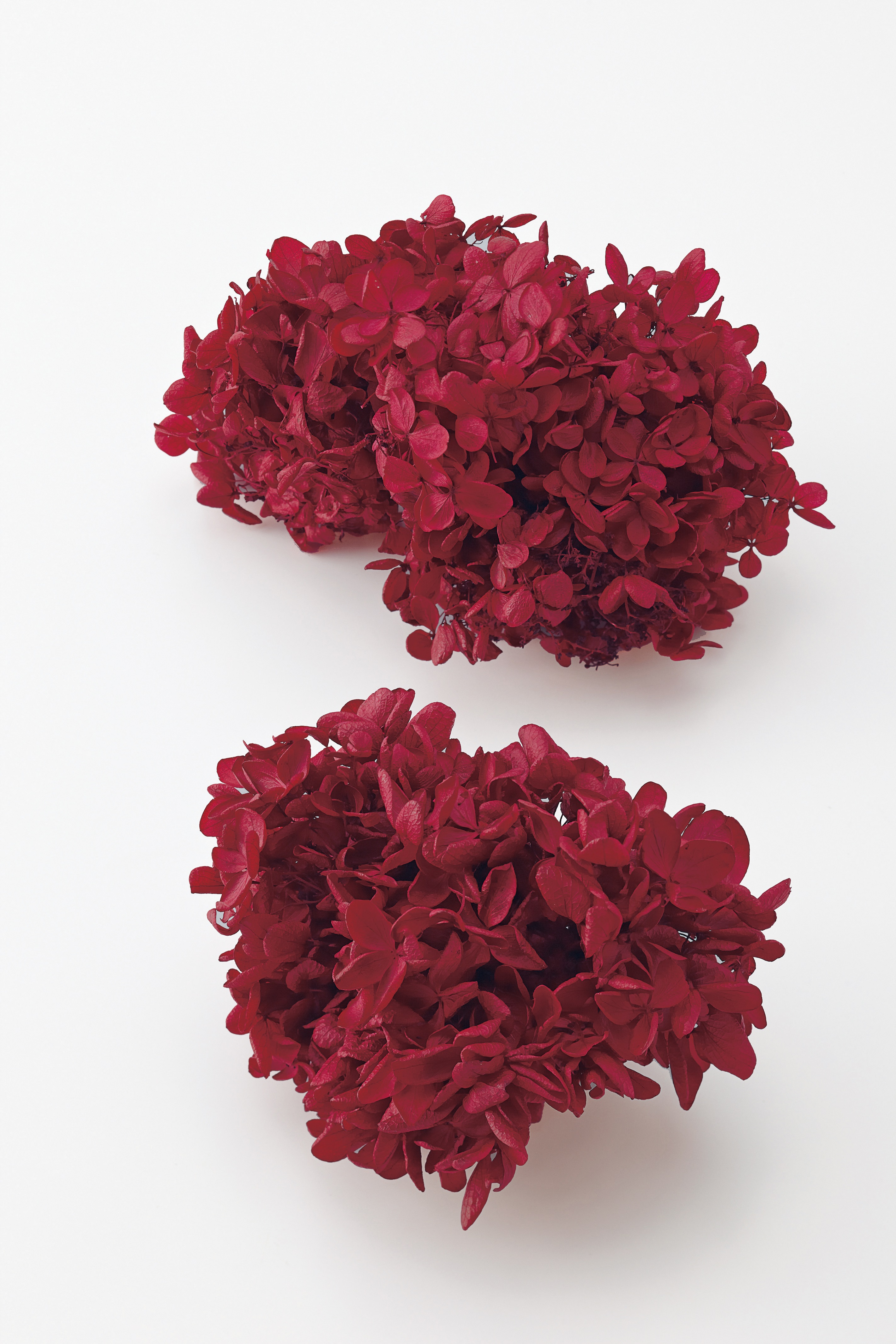 ピラミッドアジサイ・ヘッド　ワインレッド　01510-340　