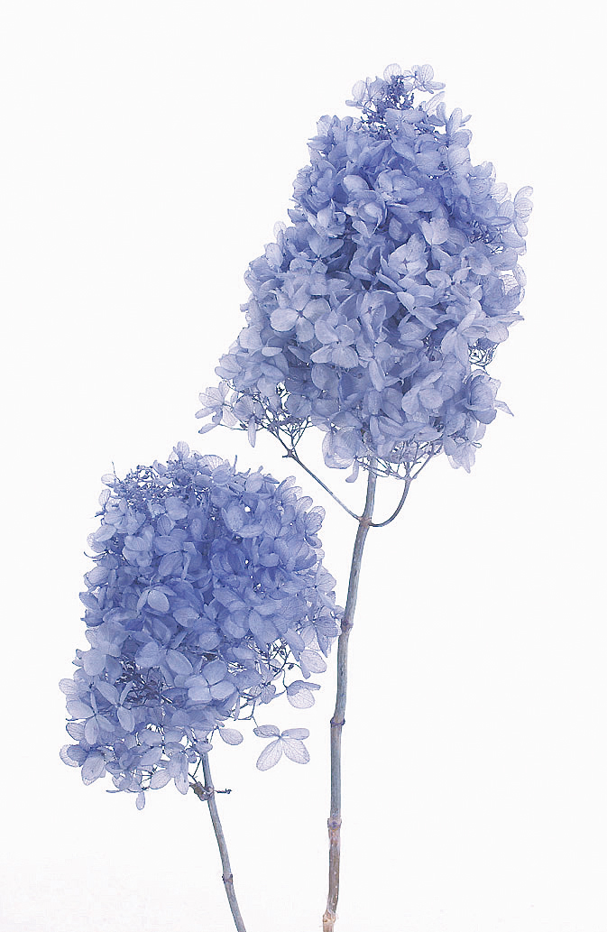 ピラミッドアジサイ・ヘッド　ラベンダー　01510-411　