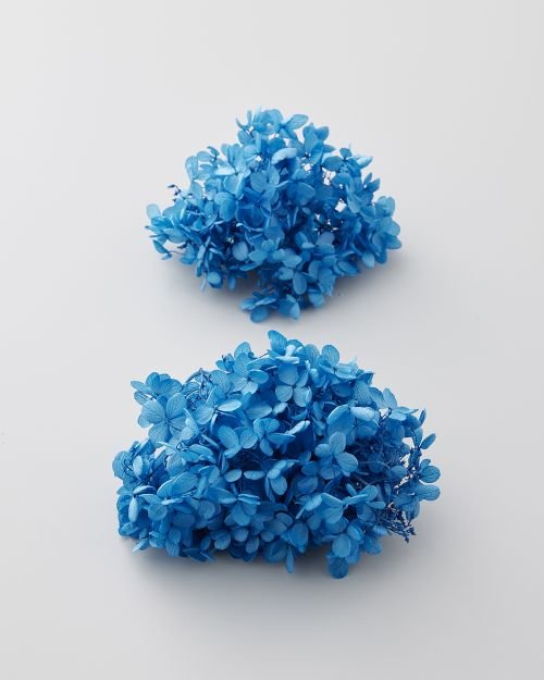 ピラミッドアジサイ・ヘッド　ブルー　01510-601