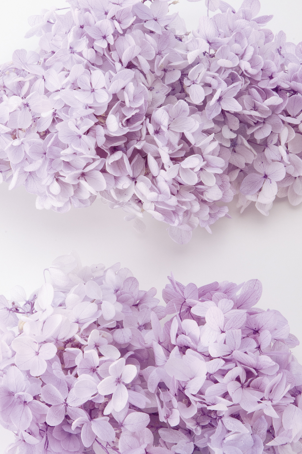 ソフトピラミッドアジサイ・ヘッド　すみれパープル   01515-441　