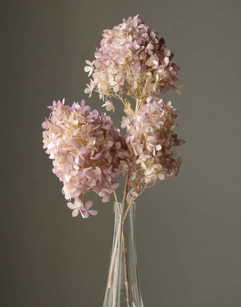 ピラミッドアジサイ・ステム付き・小　グリーンパープル　01522-742　※カタログ掲載外商品