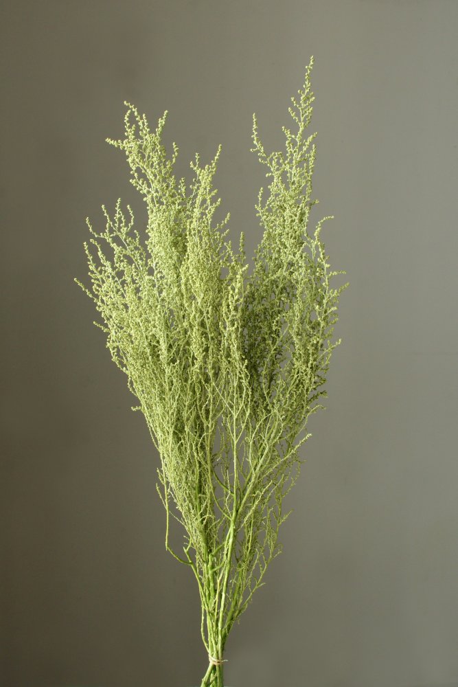 ペーパーストーン ドライフラワー スイセン 勿忘草 イノブン