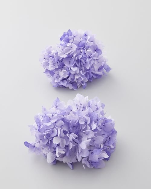 ゆめアジサイ・フレア・ヘッド　パープル　01904-401