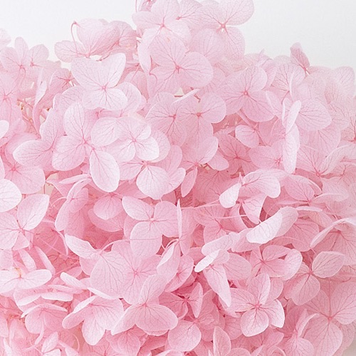 アナベル・ヘッド  ピンク　02160-101