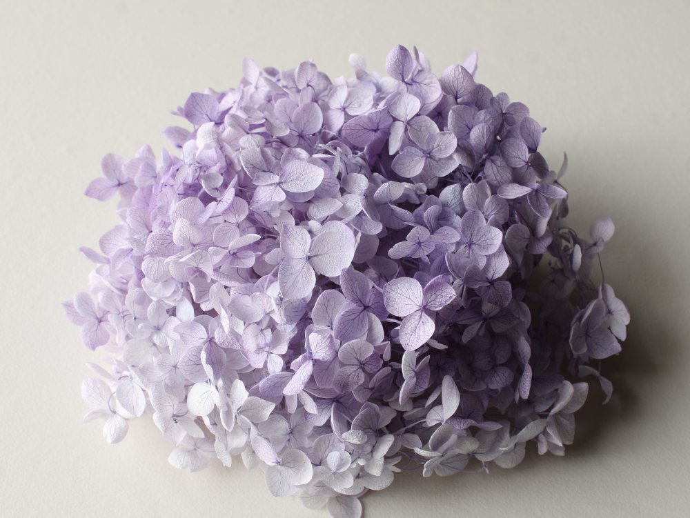 アナベル・ヘッド  　すみれパープル　02160-441