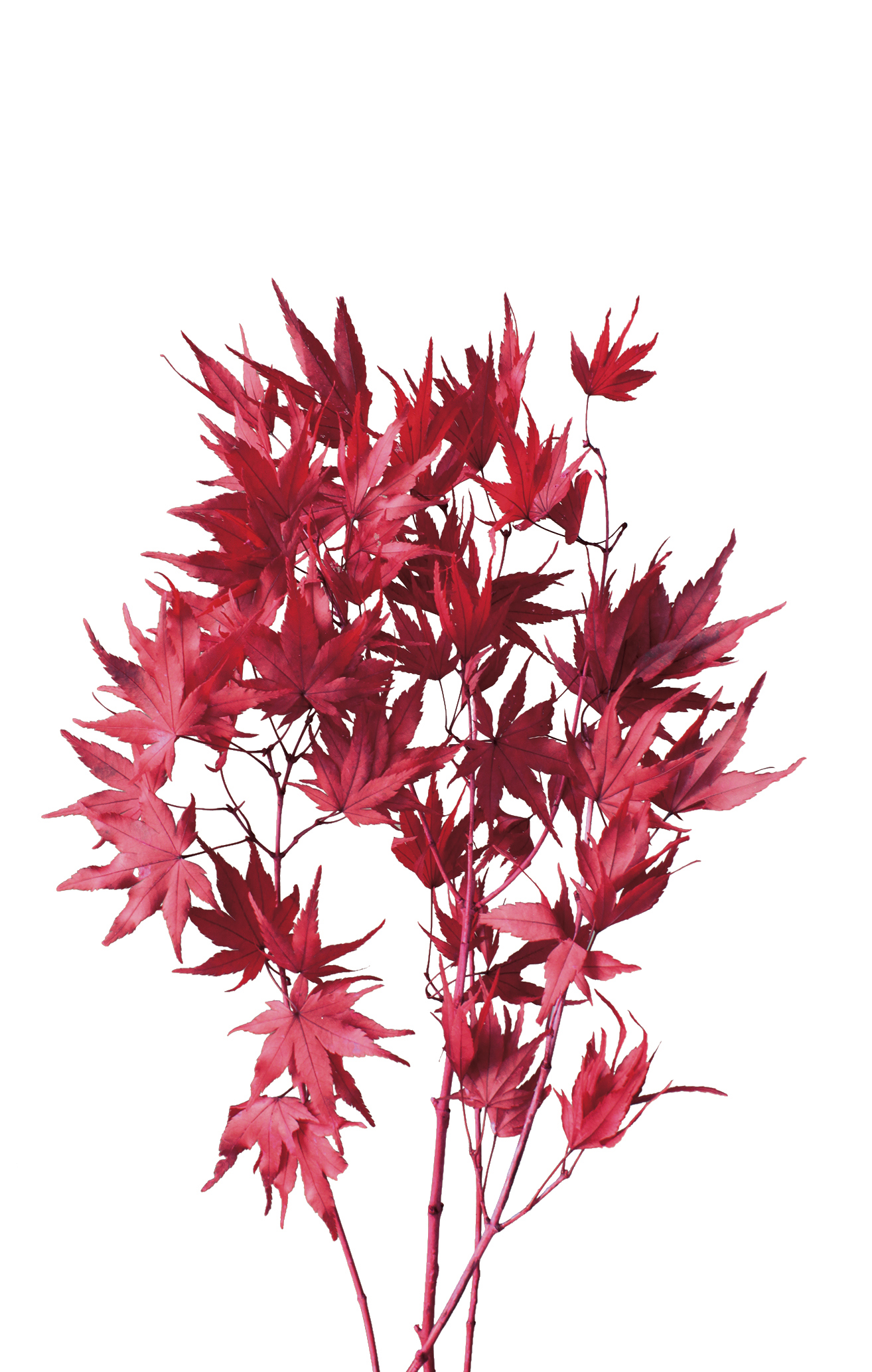 もみじ　レッド　02246-300