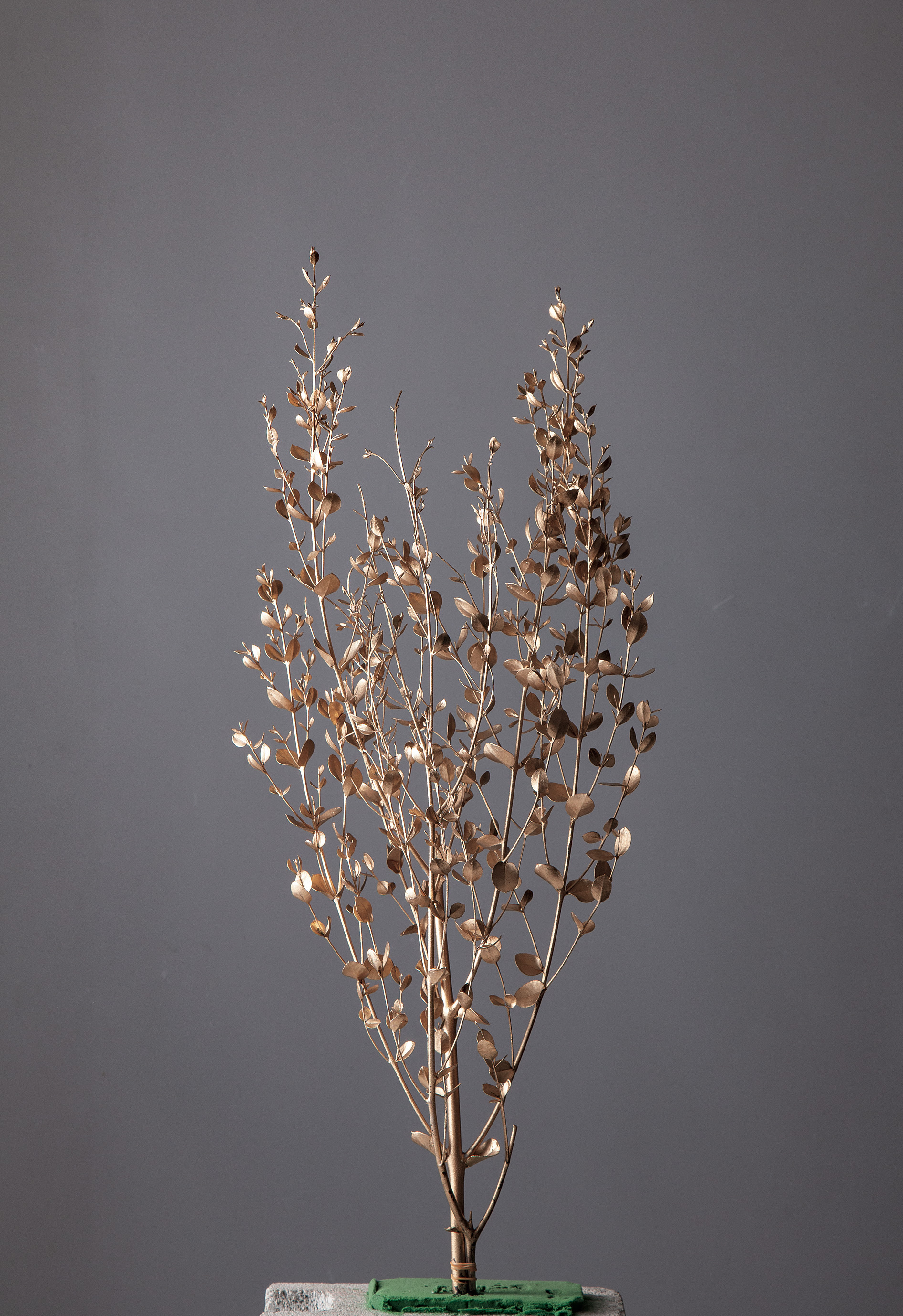 グニーユーカリ　ゴールド　02295-902