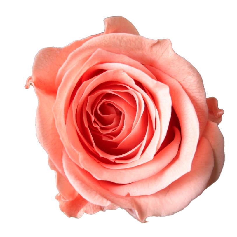 ビビアン　ピンクコーラル　02370-163