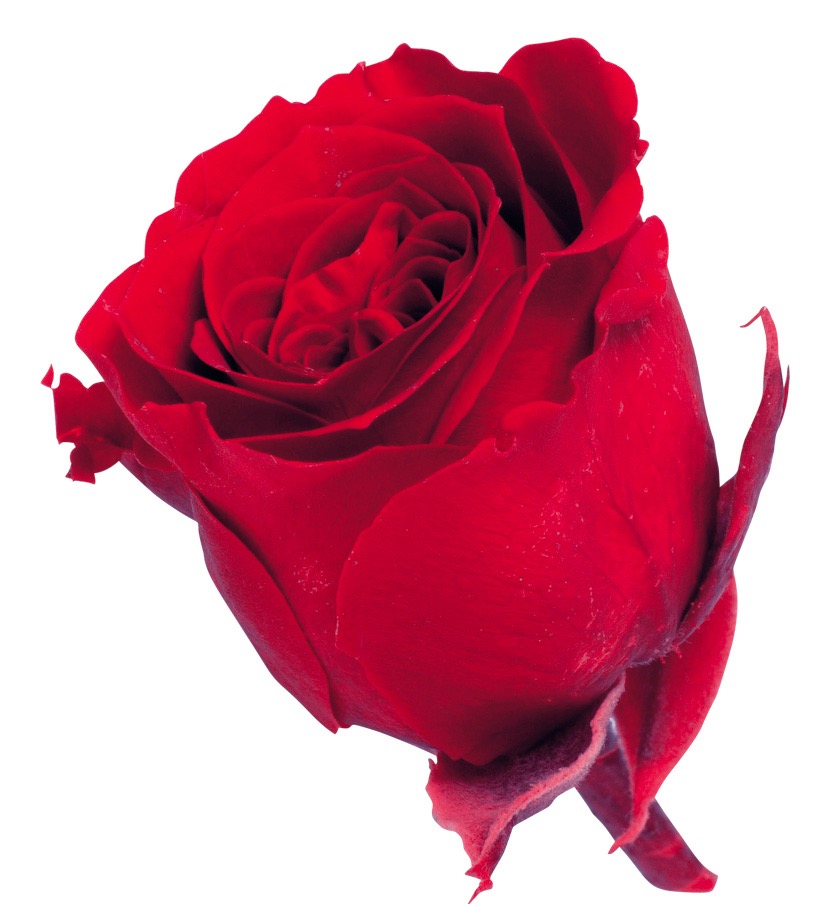 ビビアン　レッド　02370-321