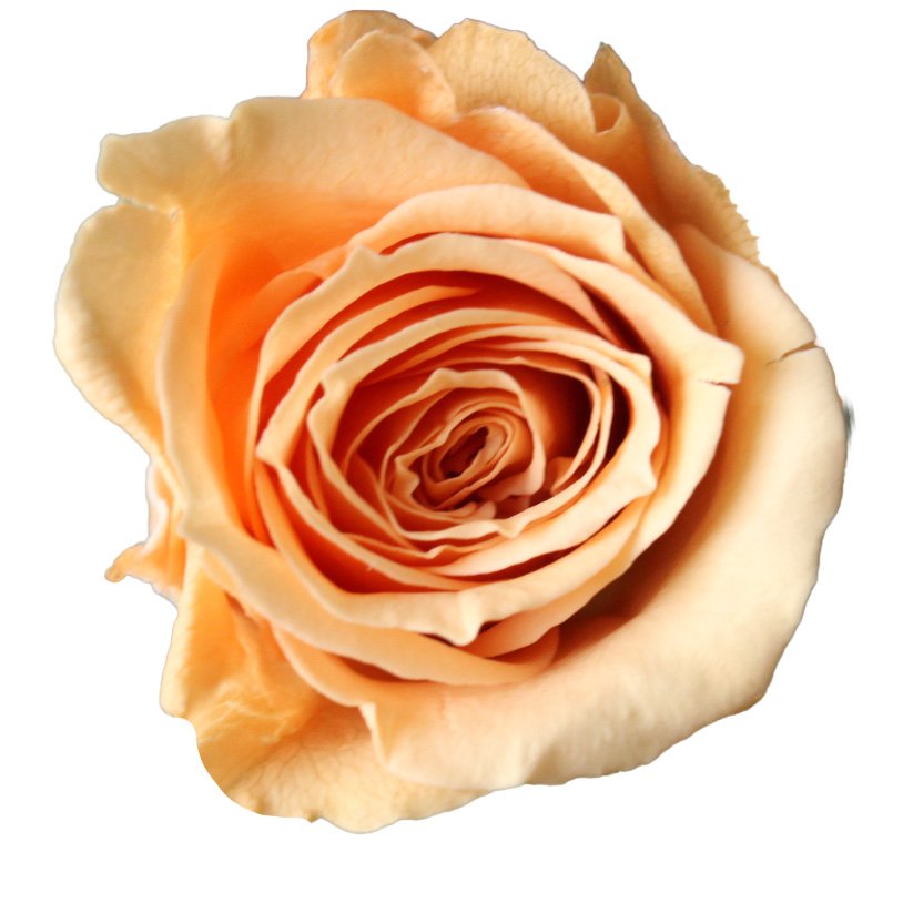 ビビアン　ブロッサムピーチ　02370-343