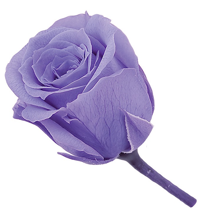 ビビアン　ラベンダー　02370-411