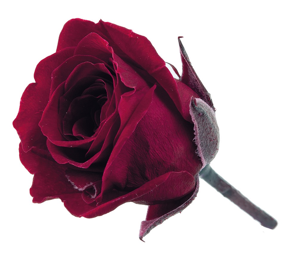 ビビアン　ワインレッド　02370-471