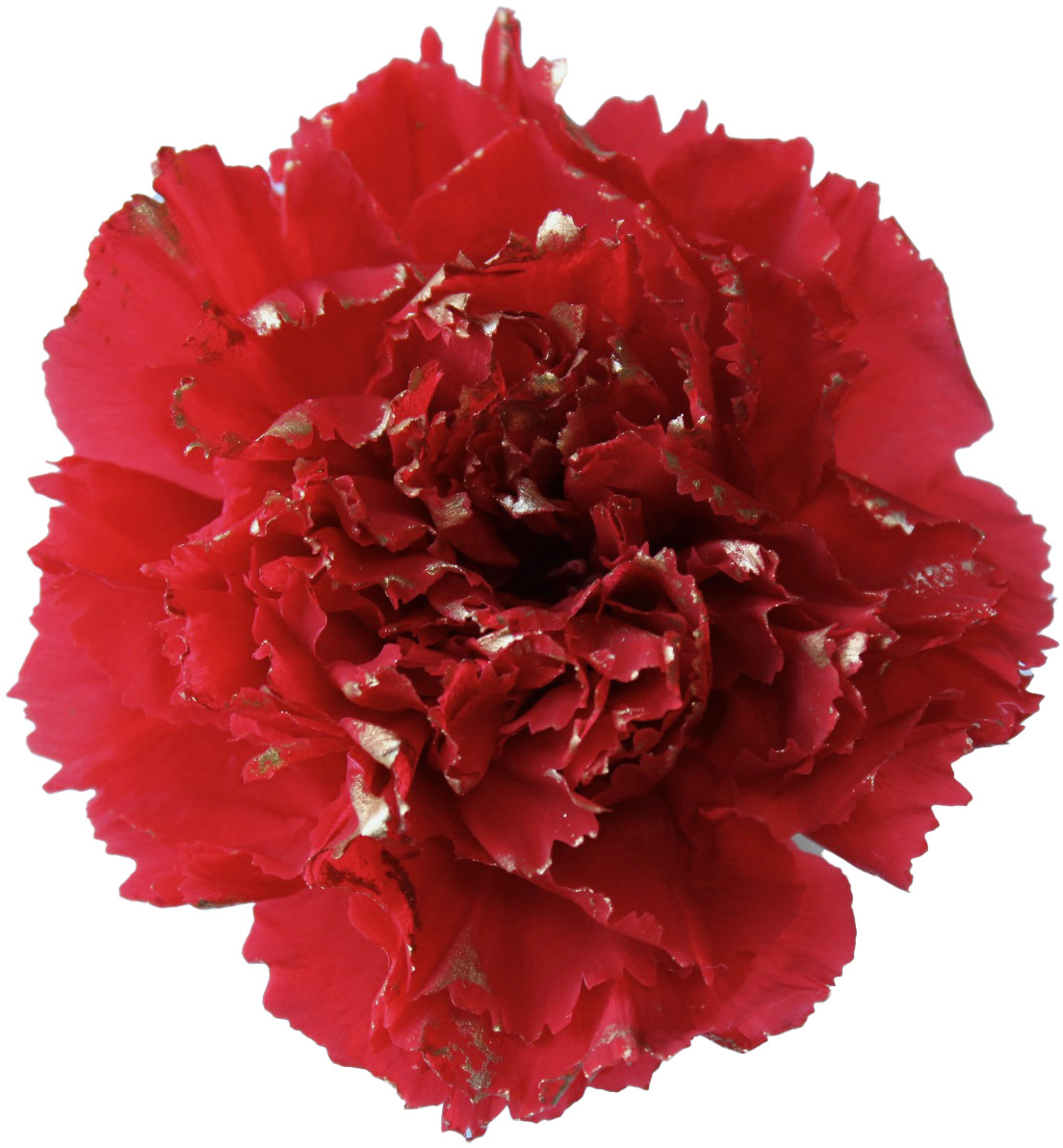 カーネーション・リュクス　レッド 　02388-309