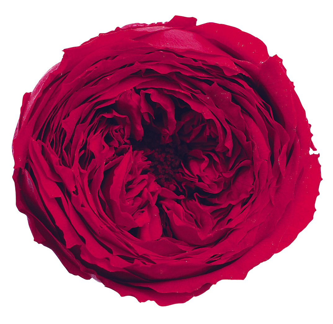 ローズ・てまり　　レッド　02460-321