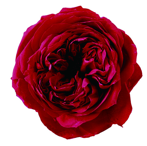 ローズ・エレナ　クイーンレッド　02470-331