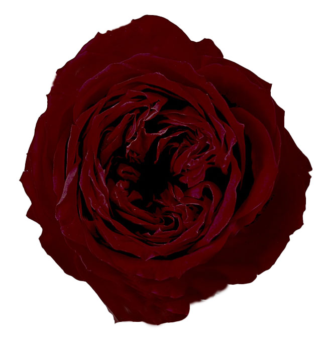 ローズ・エレナ　ワインレッド　02470-471