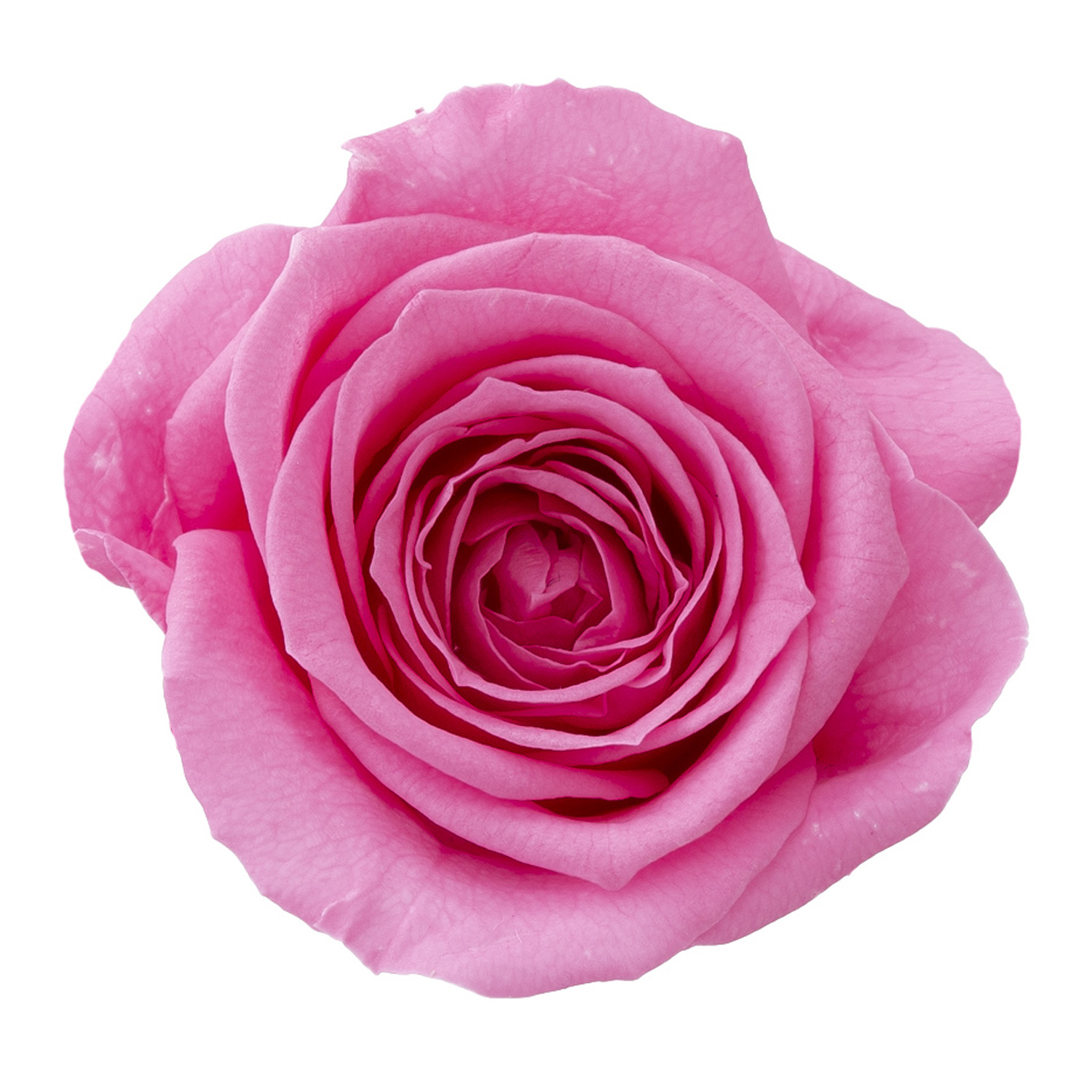 ローズ・サラ プリンセスピンク 02580-181 ドライフラワー卸売り販売の