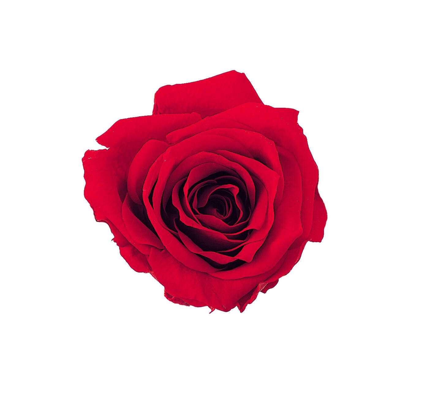 プチシャーロット　レッド　02591-321