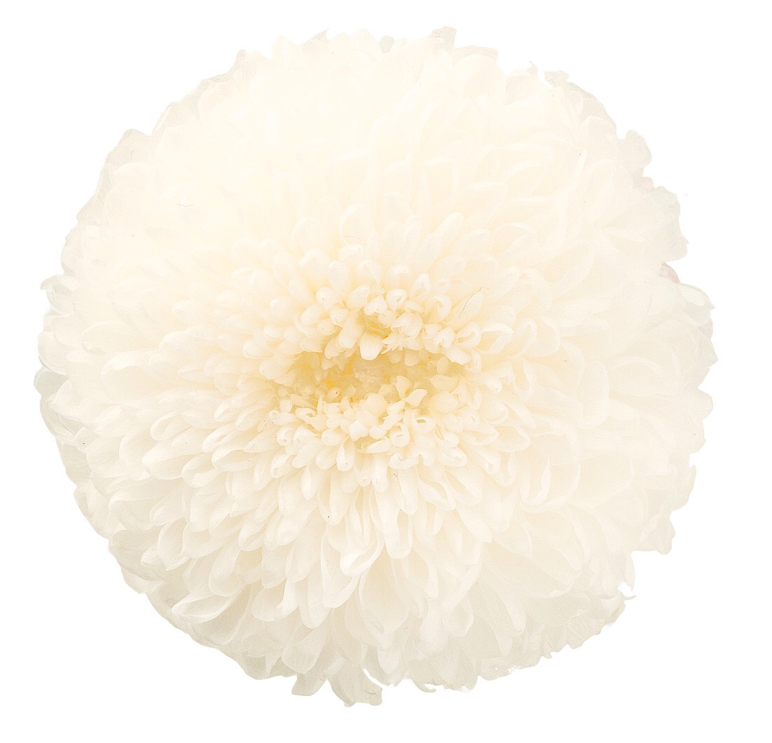 ポンポン菊 大 白 ドライフラワー卸売り販売のミルキーウェイ