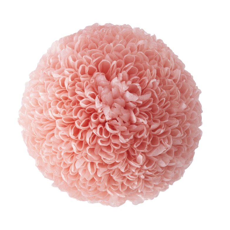 ポンポン菊・ミディー　　シルキーピンク　02646-131