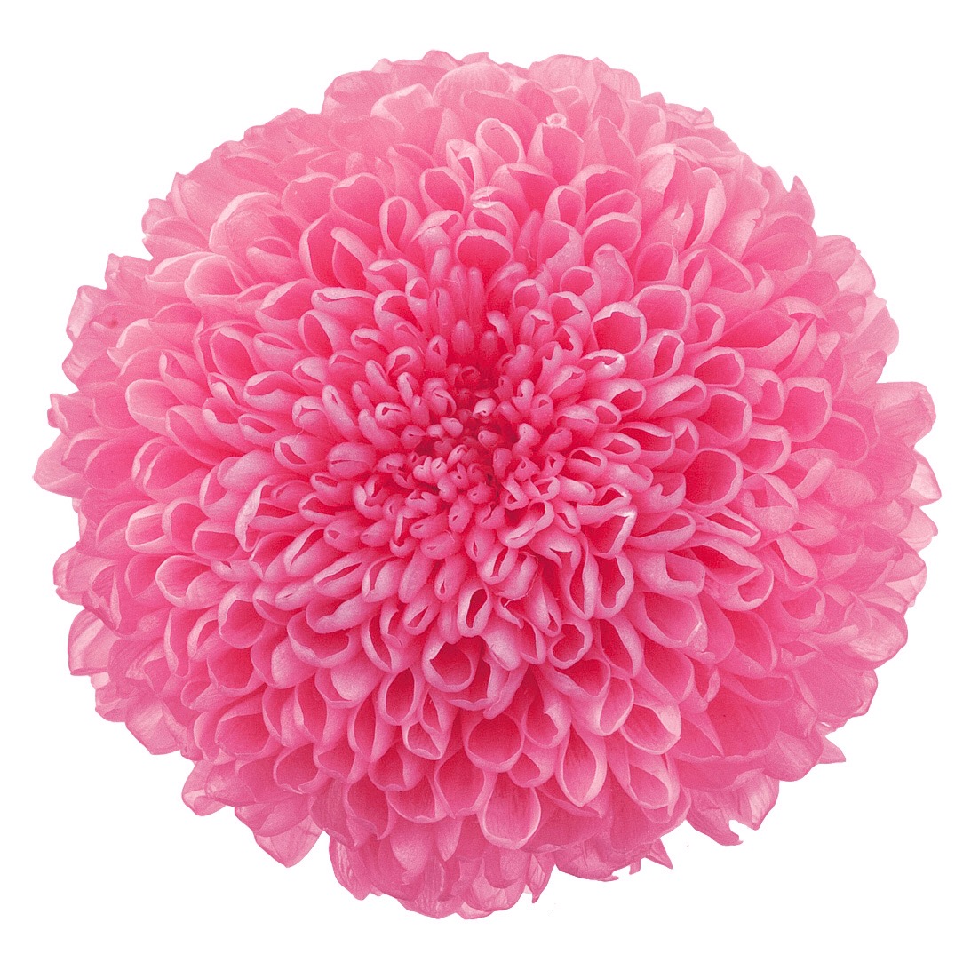 ポンポン菊・ミディー　　ももいろ　02646-180