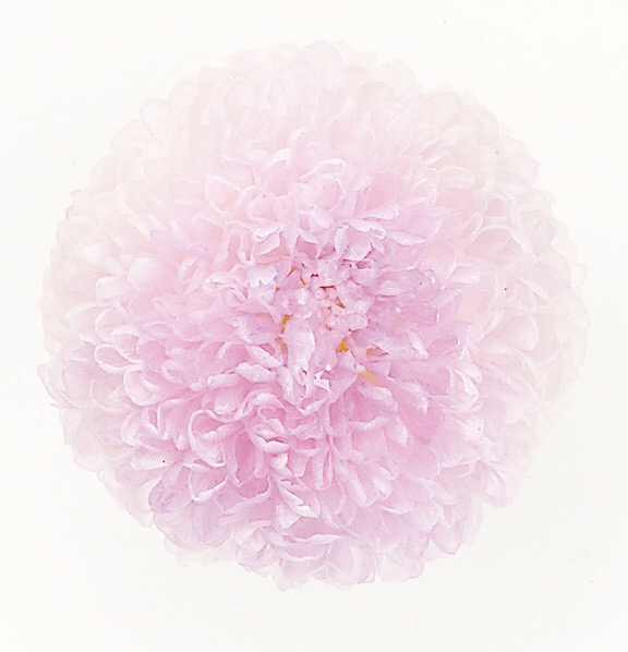 ポンポン菊・ミディー　　ホワイトパープル　02646-403