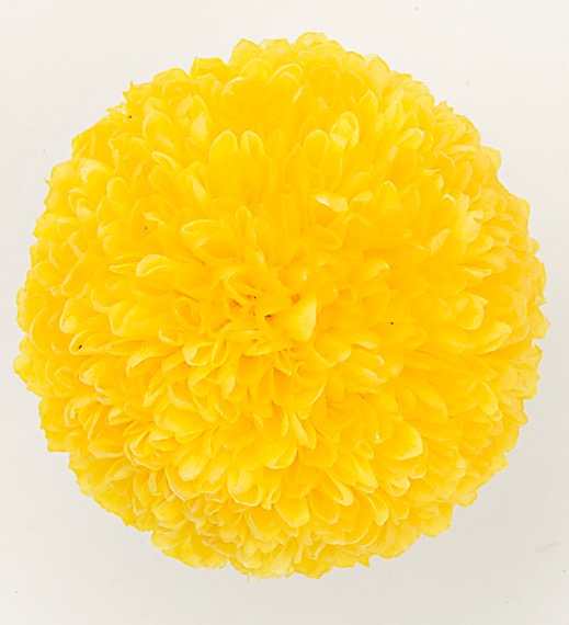 ポンポン菊・ミディー　　イエロー　02646-500