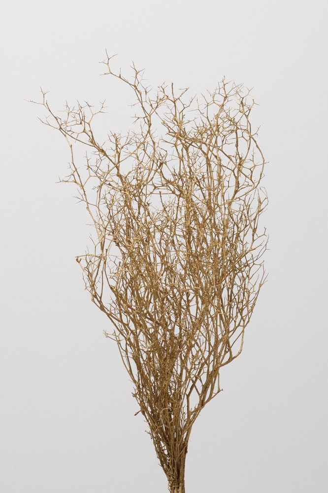 ヴェスペネスト・プリザーブド　ゴールド　02740-902