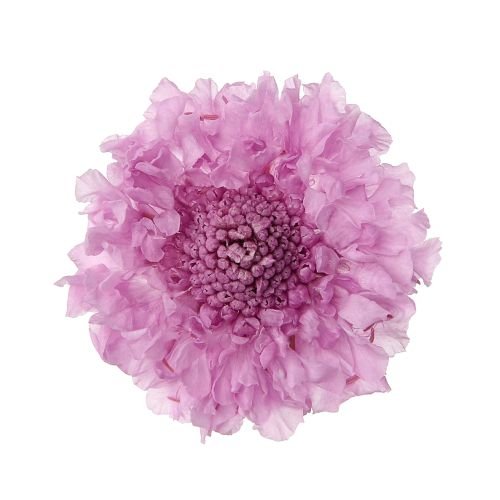 スカビオサ　スウィートライラック　02930-451