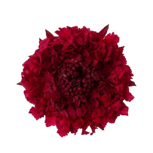 スカビオサ　チョコレートワイン　02930-471