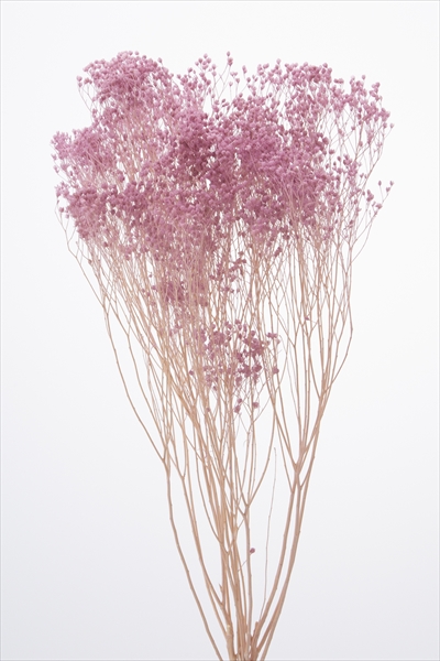 モリソニア　エンジェルパープル　03300-451