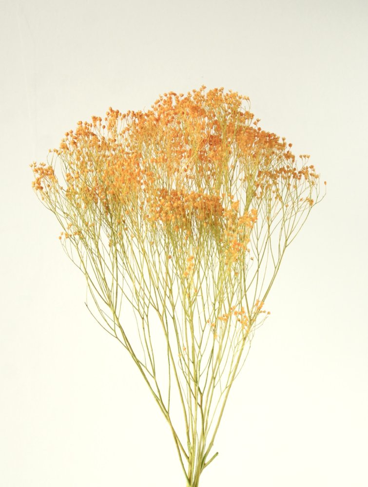 モリソニア　プリザーブド　オレンジ/グリーン　03305-370