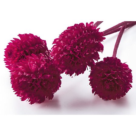 千日紅・プリザーブド・ヘッド　レッド　03453-321