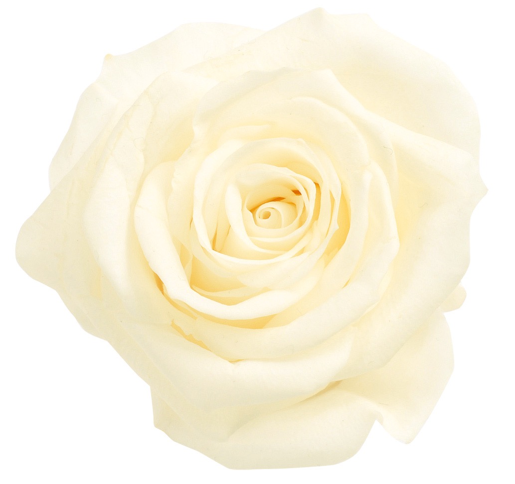 ローズ・いずみ　アンティックホワイト　03480-011