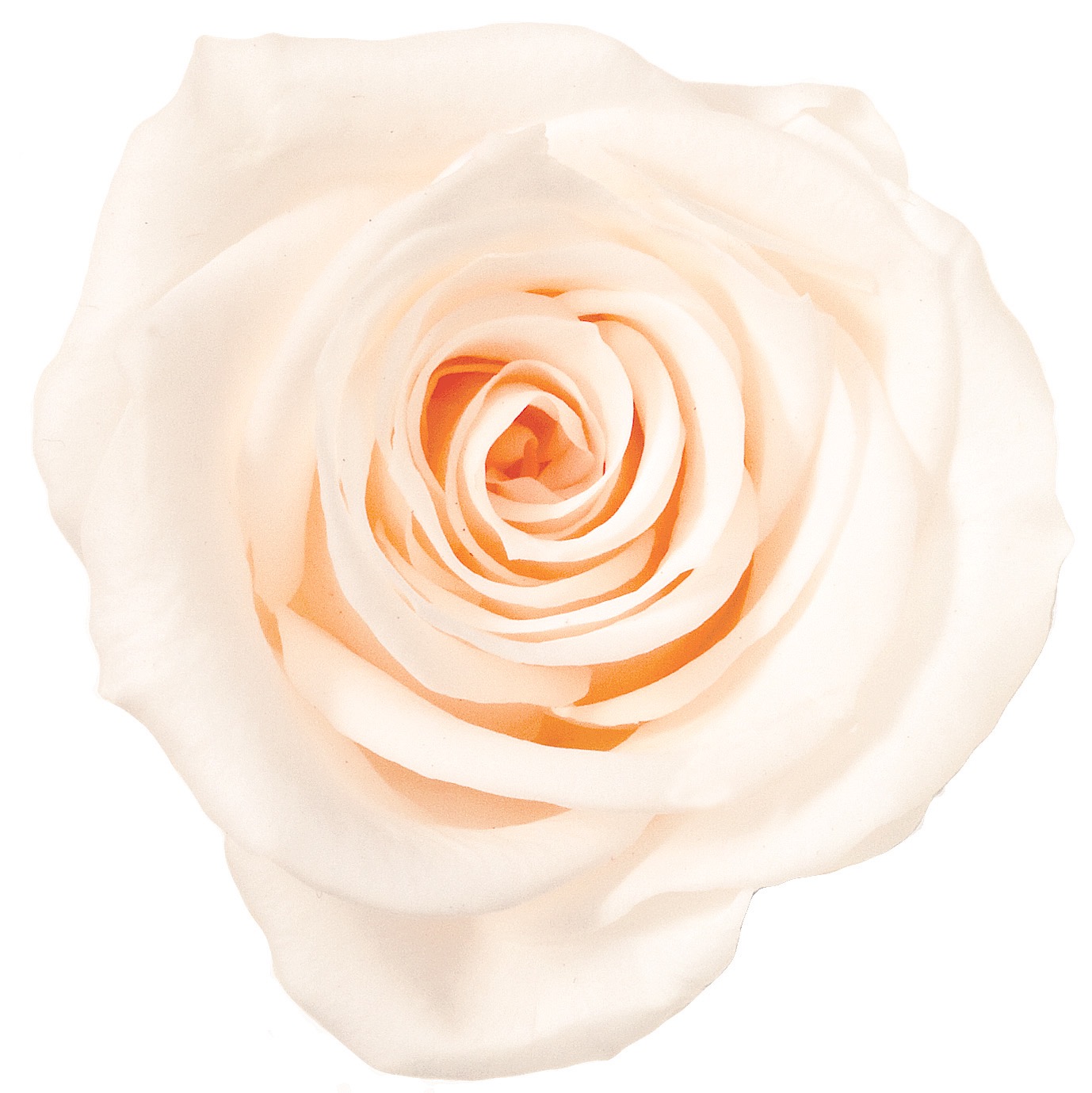 ローズ・いずみ　ホワイトシャンパン　03480-021