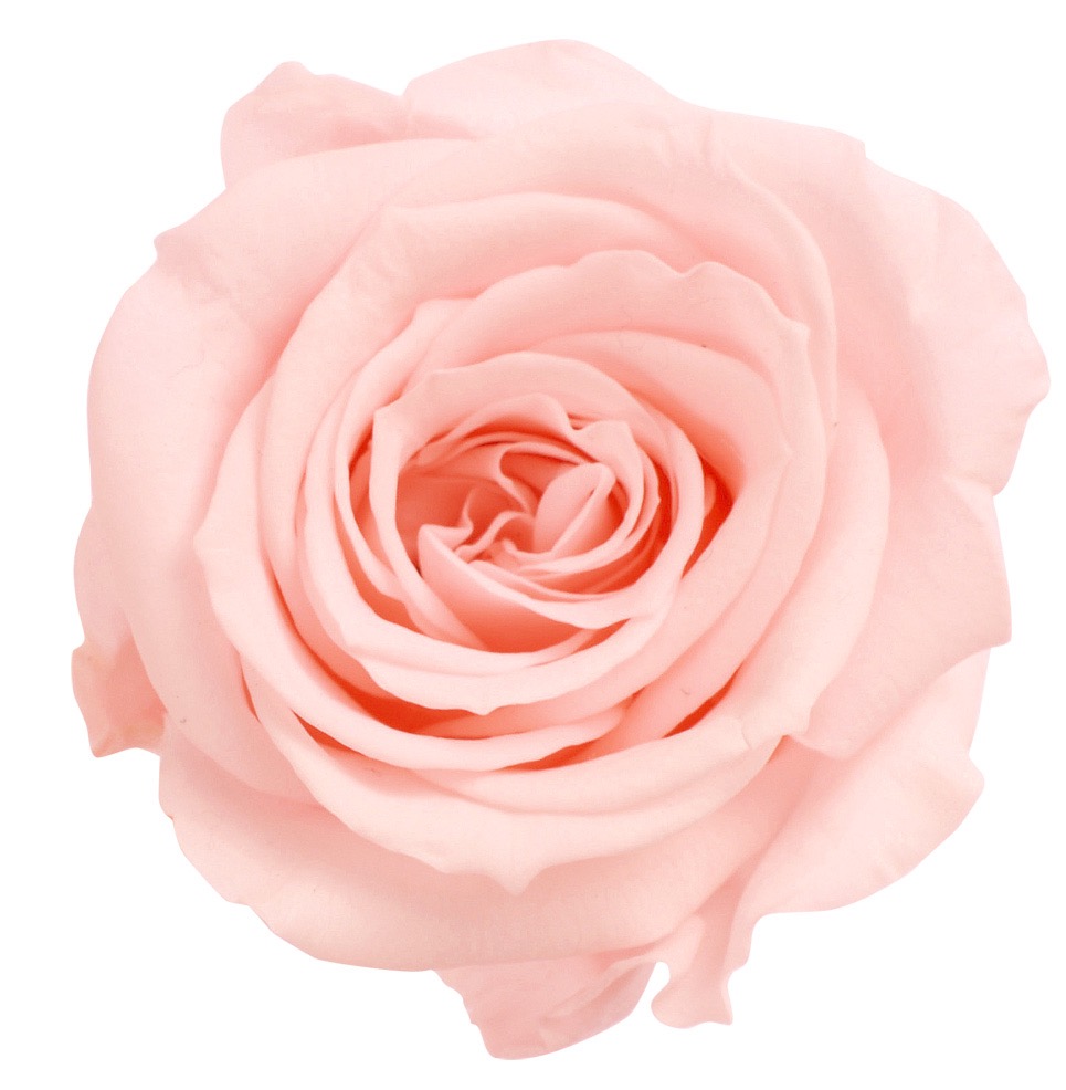 ローズ・いずみ　ブライダルピンク　03480-101