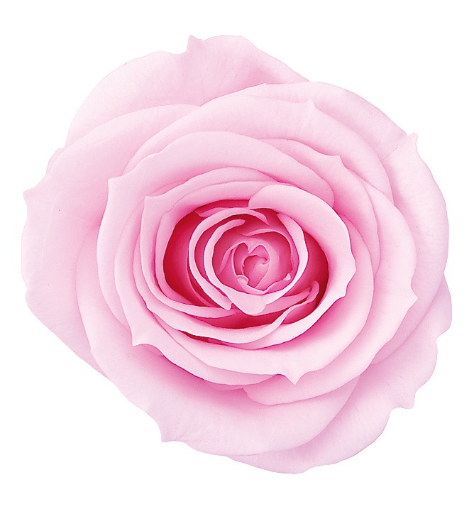 ローズ・いずみ　シャーベットピンク　03480-102