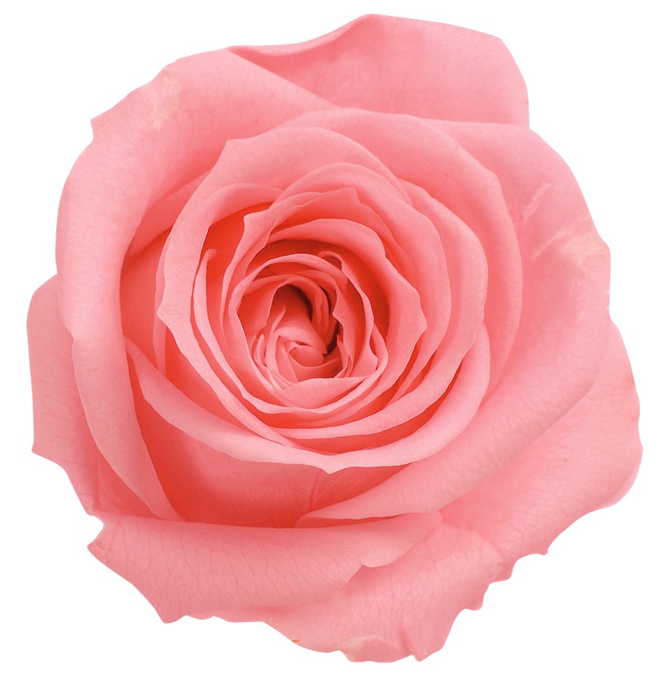 ローズ・いずみ　キャンディーピンク　03480-121