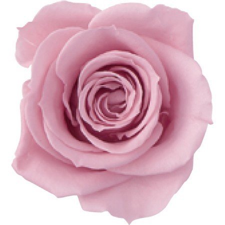 ローズ・いずみ　バニラピンク　03480-133