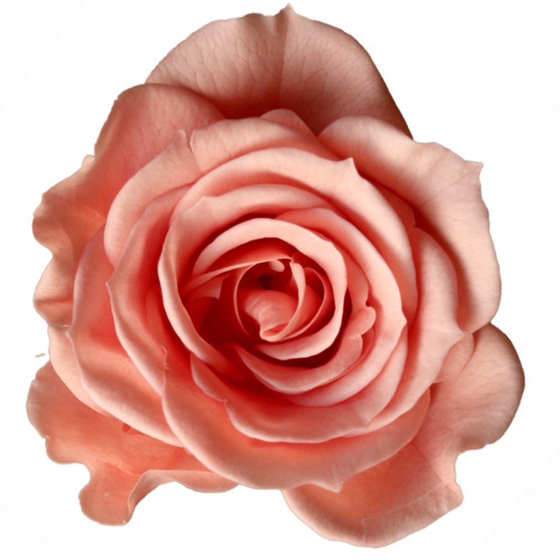 ローズ・いずみ　ピンクコーラル　03480-163